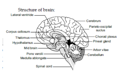 657817f534264d514f2de8d9 structure of brain q.1