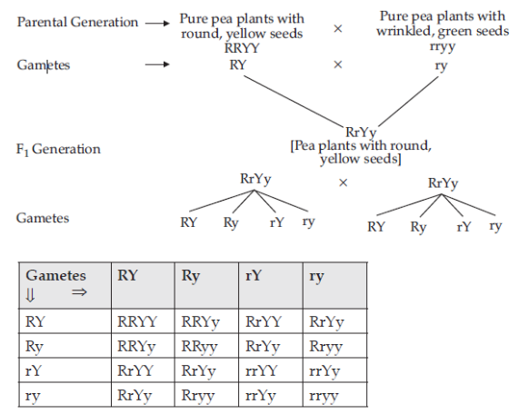 cbse class 10 Science Heredity important questions and answers