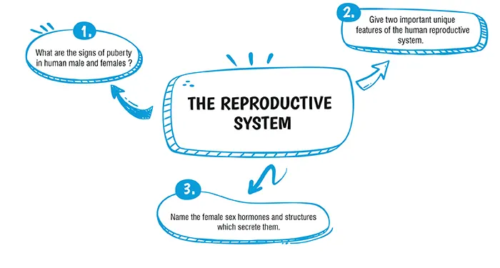 icse class 10 biology reproductive system