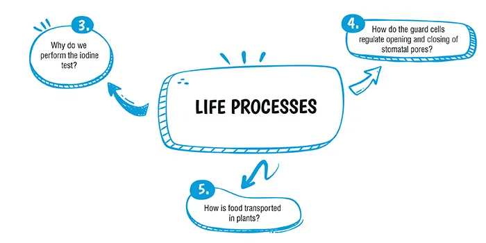 cbse class 10 Science Life Processes important questions and answers