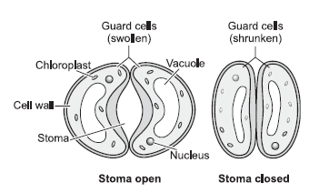 life Processes Q4