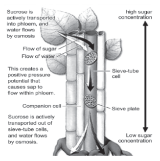 cbse class 10 Science Life Processes important questions and answers